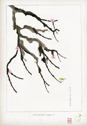 VI - White Eyed Bird in Sakura by Tony Fernandes